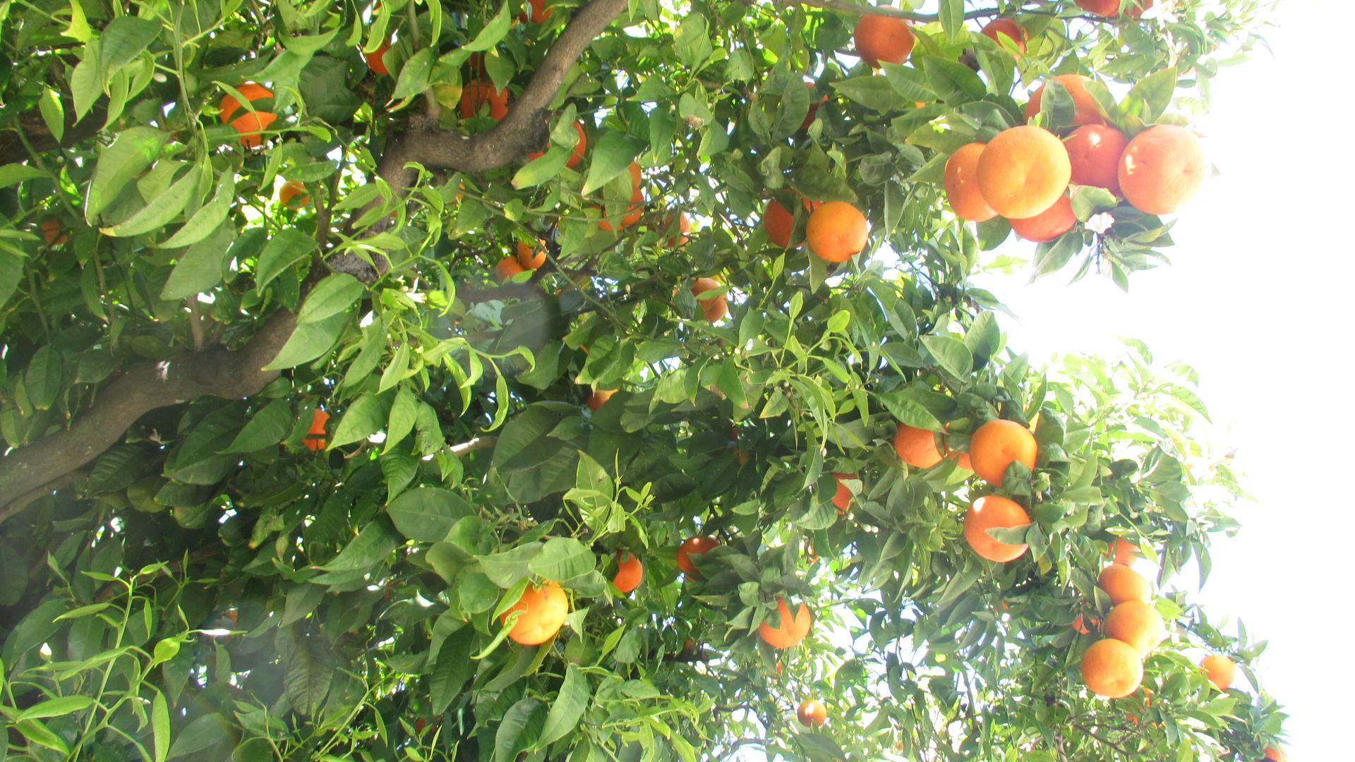 siviglia algarve 212