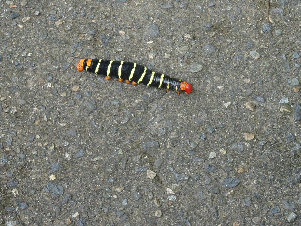 Come raggiungere Cerro Ancòn, la collina più famosa di Panama&nbsp;city